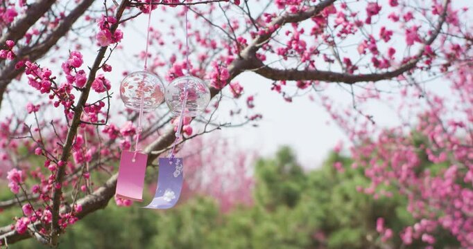 Spring blooming plum blossoms cherry blossoms bees collecting nectar