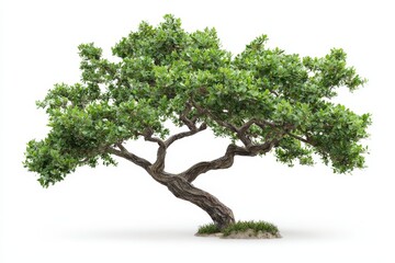 Mystical Old Tree with Twisted Limbs and Lush Green Foliage on a Simplistic Background