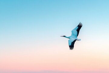 Obraz premium large majestic bird soaring through clear blue sky at sunset its wings fully extended against warm hues leaving vast