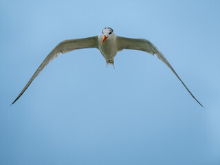 Möwe