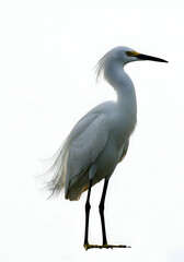 Obraz premium Standing Snowy Egret with Elegant White Feathers Against a Bright Sky