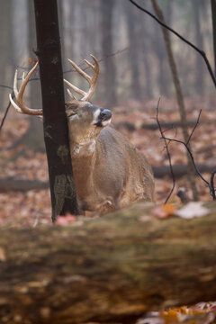 Mature buck whitetail deer rubbing his antlers on a tree trunk.