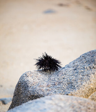 sea urchin on a rock