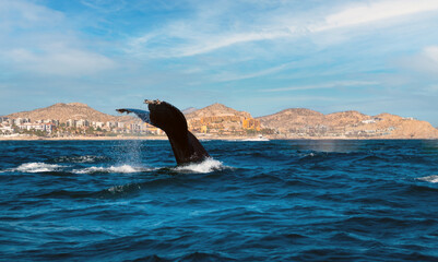 Beautiful vertical tail fluke of a humpback whale near the beaches of Cabo San Lucas, Baja California Sur, Mexico. The deep waters of the bay allow for whales to plunge to great depths near the shores © Luis