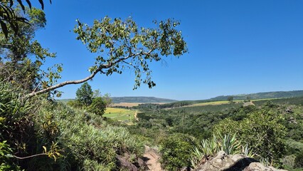 Tropical forest in Brazil