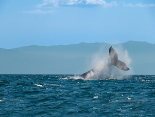 Fototapeta premium Second of a series of shots of a pendule slap by an aggressive male during breeding season, Puerto Vallarta, Jalisco, Mexico