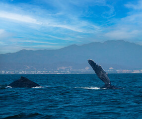 Fototapeta premium Humpback whale couple with the females performing a pectoral Fin Slapping to attract the male, Puerto Vallarta, Jalisco, Mexico