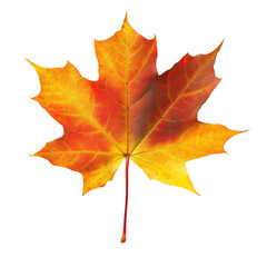 Obraz premium Maple leaf showcases vibrant autumn colors in natural beauty