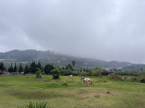 nature scene with a horse foraging in a green meadow