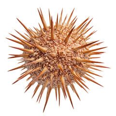 Naklejka premium Unique sea creature with spines found on ocean floor isolated on a white background