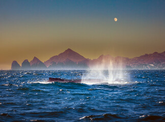 A Humpback whale emerges to breath in front of the iconic rock formations at the tip of Cabo San Lucas, Baja California Sur, Mexico © Luis