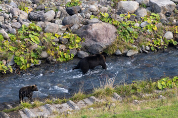 北海道　エゾヒグマ　熊　ヒグマ　野生　獣　　