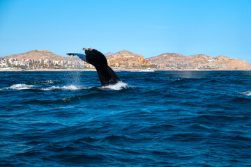 Beautiful vertical tail fluke of a humpback whale near the beaches of Cabo San Lucas, Baja...