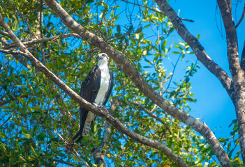 Osprey hunting on the shores of the Tárcoles river near Puntarenas, Costa Rica.