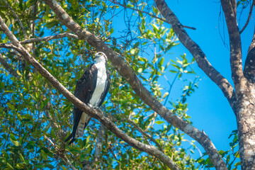 An osprey perched on a tree on the shores of the Tárcoles river near Puntarenas, Costa Rica.