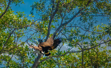 Fifth of a series of shots showing a fight between and osprey and a black hawk on the forest of Costa Rica near the mouth of the Tárcoles river.