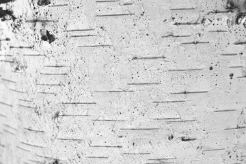 pattern of birch bark with black birch stripes