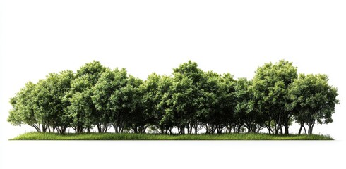 Lush Green Trees Stand Tall in a Forest with Bright Leaves and Vibrant Grass Patches, Ideal Background for Nature-Related Projects and Designs