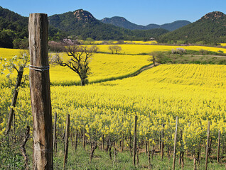 endless rapeseed field