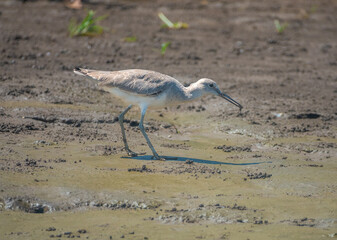 A Willet (Tringa semipalmata) with a small crustacean in its bill, Tárcoles river near Puntarenas, Costa Rica.