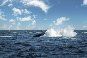 A humpback whale calf creates a huge splash on the waters of the pacific ocean after performing a full body breach, Cabo San Lucas, Baja California Sur, Mexico