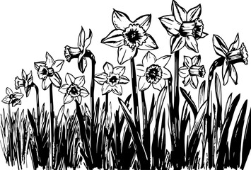 Daffodil blooming event nature garden black and white illustration artistic environment close-up view floral concept