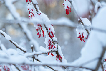 red berries on a branch in snow