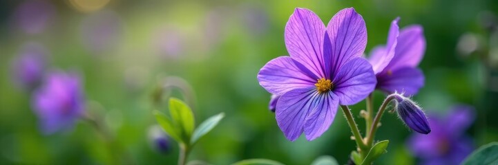 Delicate violet flowers with intricate purple petals and leaves in a lush garden, wildflowers, flowers