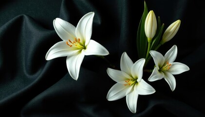 Obraz premium Elegant white lily flowers on dark black velvet fabric background, peaceful, floral