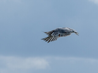 Möwe
