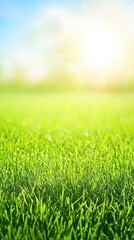 Fototapeta premium Sunny meadow, vibrant green grass, spring, nature background, ideal for spring themes