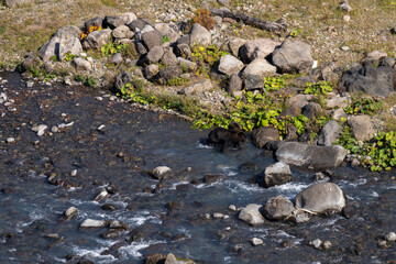 北海道　エゾヒグマ　熊　ヒグマ　野生　獣　