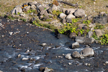 北海道　エゾヒグマ　熊　ヒグマ　野生　獣　