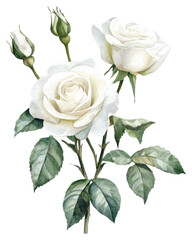 Fototapeta premium PNG White roses illustration watercolor flower.