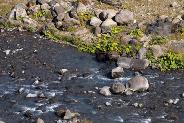 Fototapeta premium 北海道 エゾヒグマ 熊 ヒグマ 野生 獣 