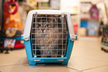 Cute cat in carrier at pet shop