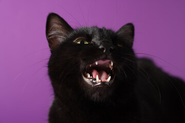 Cute black cat on purple background, closeup. Adorable pet