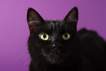 Cute black cat on purple background, closeup. Adorable pet