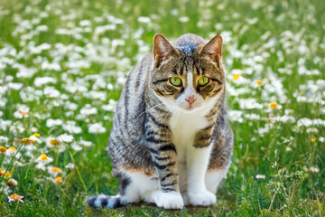 young cat with green eyes in wildflower meadow is watching concentrated the area