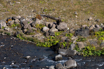 北海道　エゾヒグマ　熊　ヒグマ　野生　獣　
