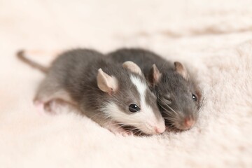 Adorable little rats on faux fur, closeup