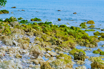 A coastal scene featuring numerous rocks covered in green moss, extending into the clear blue water of the sea. The serene environment showcases the beauty of nature.
