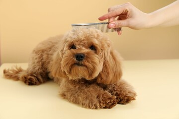 Groomer combing cute dog's hair on beige background, closeup