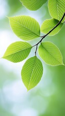 Fresh green leaves adorned with white flowers bring elegance to a serene natural setting, radiating tranquility and life