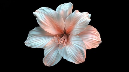 Fototapeta premium Beautiful White Pink Amaryllis Flower on Black Background