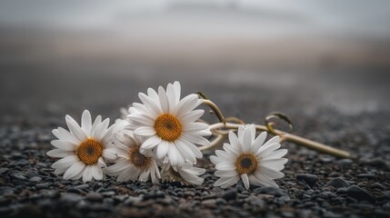 Obraz premium A bouquet of white daisies lies 