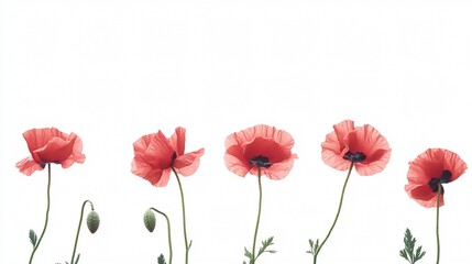 Fototapeta premium Vibrant Red Poppies in a Line on White Background