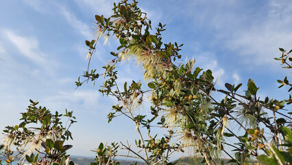 The Evergreen Clematis or Christmas Clematis, which decorates winter days with its white flowers, is now beautifully displaying its seeds in the spring sunshine