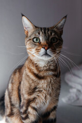 Fototapeta premium portrait of a cat, animal, kitten, domestic, maine coon, mutt cat, green eyes