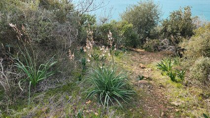 With its attractive white star-like flowers and gray-green, sword-like leaves, common asphodel (Asphodelus aestivus) is undoubtedly one of the most dominant beauties of the Mediterranean slopes.